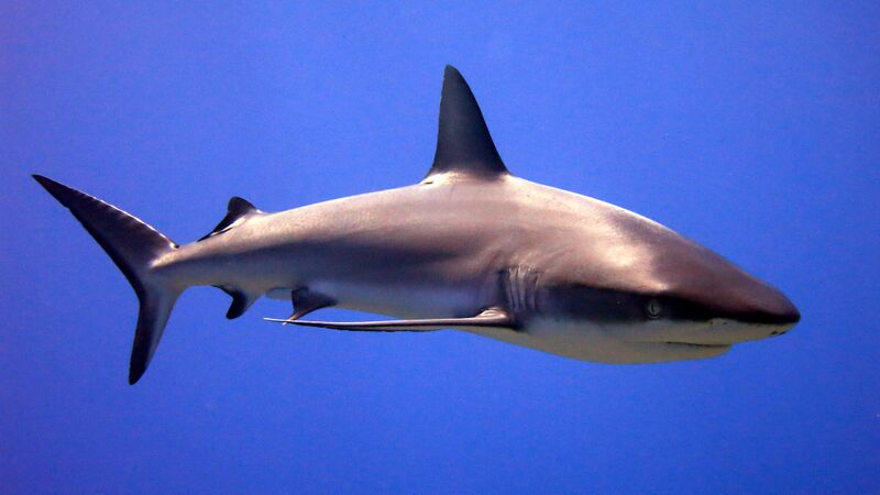 File:Shark (2006) poster.jpg